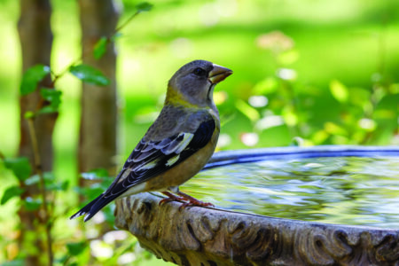 Grosbeak sitting on edge of birdbath with colorful background